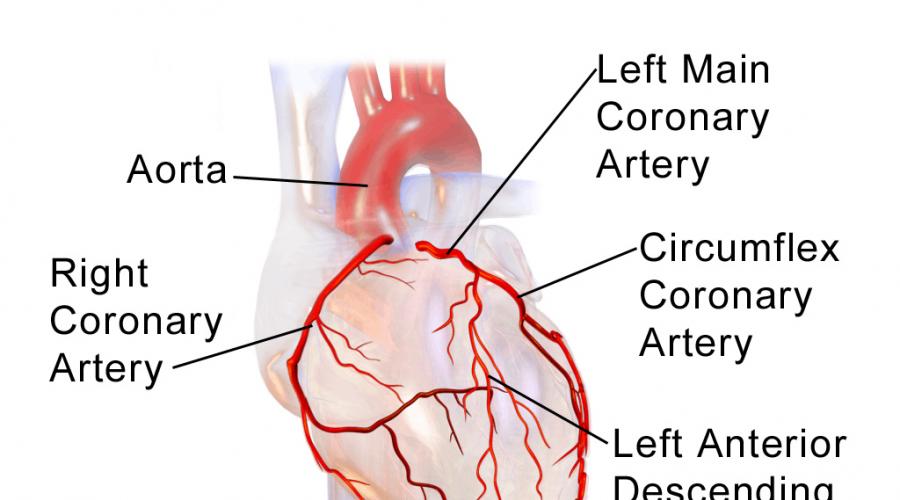 Строение и функции сердечно сосудистой системы физиология. Клиническая физиология сердечно-сосудистой системы