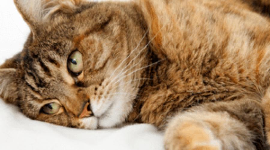 Вздутие живота у кота причины и лечение. Причины вздутия живота у кошки: почему это происходит, и как оказать помощь