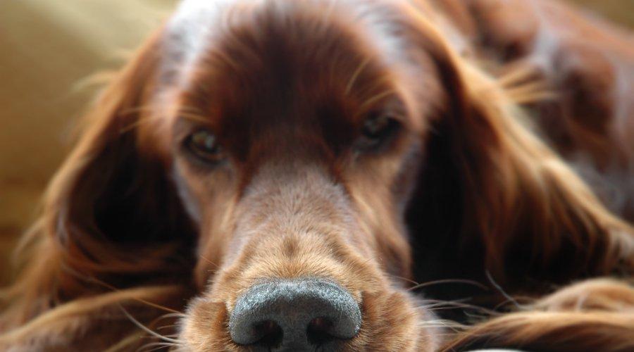 Почему у щенка сухой и теплый нос? Почему нос у собаки становится сухим и горячим Если у собаки мокрый холодный нос. 
