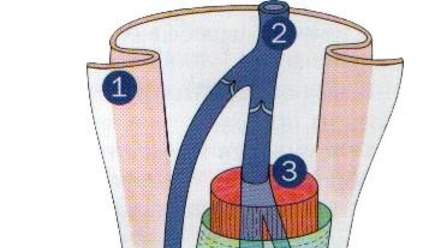 Анатомия: бедренная вена. Как убрать и вылечить синие вены на бедрах и ногах