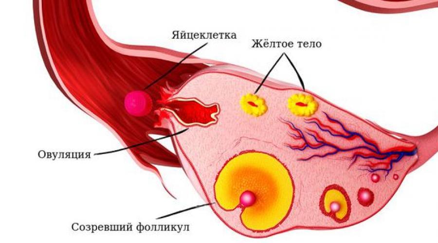 Разрыв желтого тела яичника причины возникновения. Причины и симптомы разрыва кисты желтого тела яичника