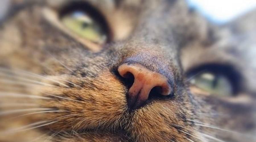 У кота учащенное дыхание сухой нос. У вашей кошки горячие уши и сухой нос – болезнь или обычное явление? У кота горячий нос – что делать