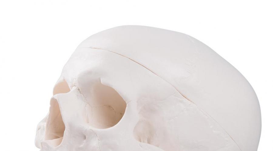 Какая кость у человека самая прочная. Московские врачи нашли человека с самыми крепкими костями в мире Самая крепкая кость в человеческом теле