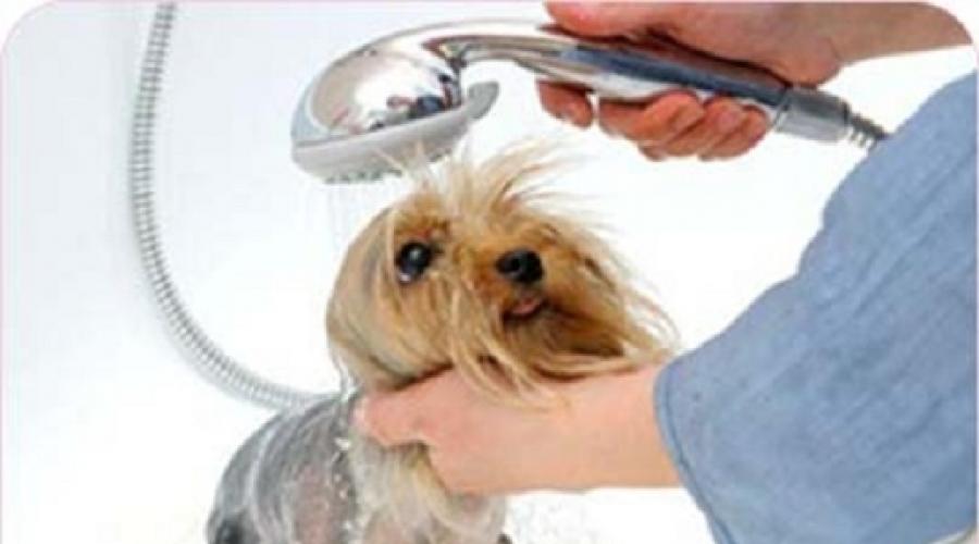 Как мыть йоркширского терьера щенка. Как правильно мыть щенка йоркширского терьера? Восстановление естественной смазки