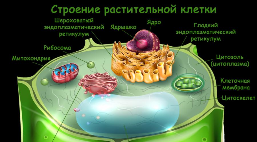 Органы эукариотической клетки. Общий план строения эукариотической клетки