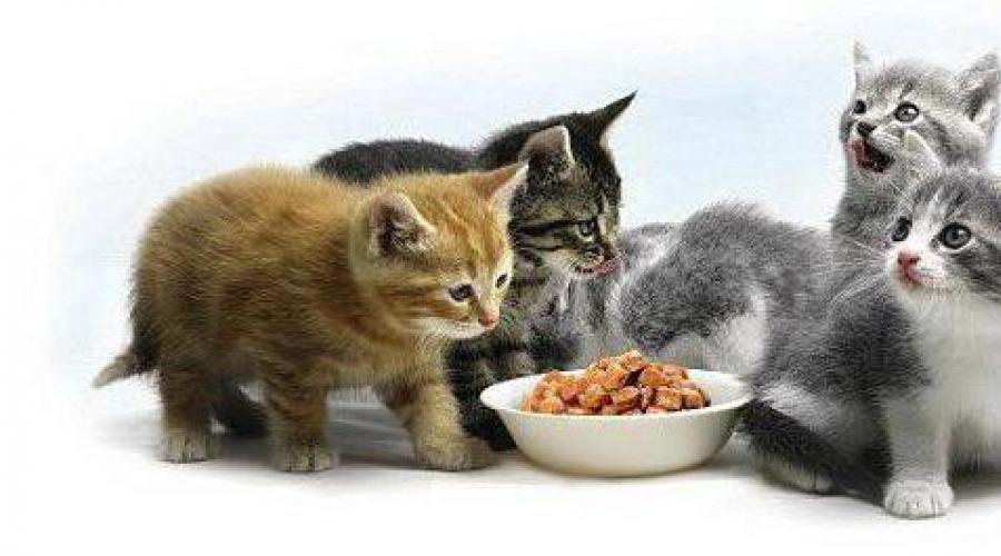 Британская кошка чем кормить котенка. Правила кормления натуральными продуктами