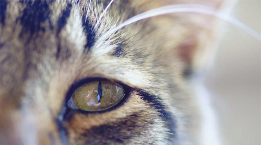 У кота выделения из глаз. Коричневые выделения у кошки из глаз: причины, лечение, профилактика