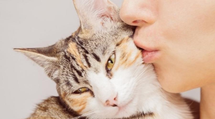 У кошки сильный насморк что делать. Насморк у кошек: причины, симптомы, особенности лечения и профилактики