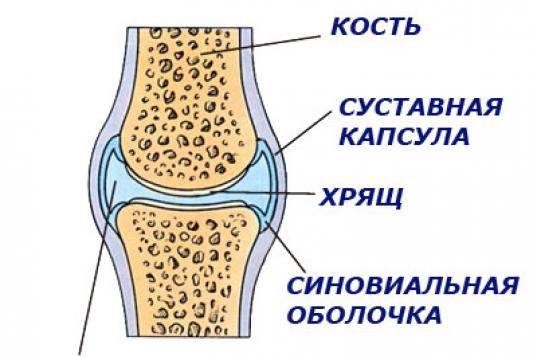 Клиническая эффективность хондропротекторов в комплексной терапии остеоартроза коленных суставов