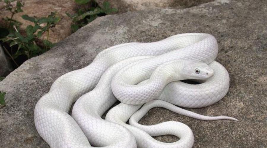 Видеть во сне белую змею. К чему снится белая змея замужней женщине