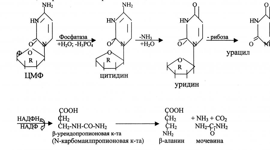 Конечный продукт распада пиримидиновых нуклеотидов. Распад нуклеиновых кислот