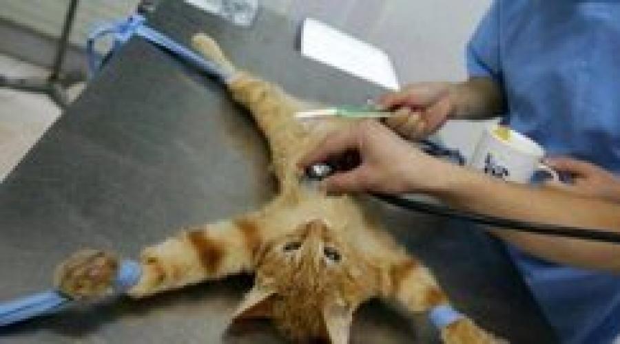 Стоит ли стерилизовать кошку мнение ветеринара. Медикаментозная стерилизация кошек препараты