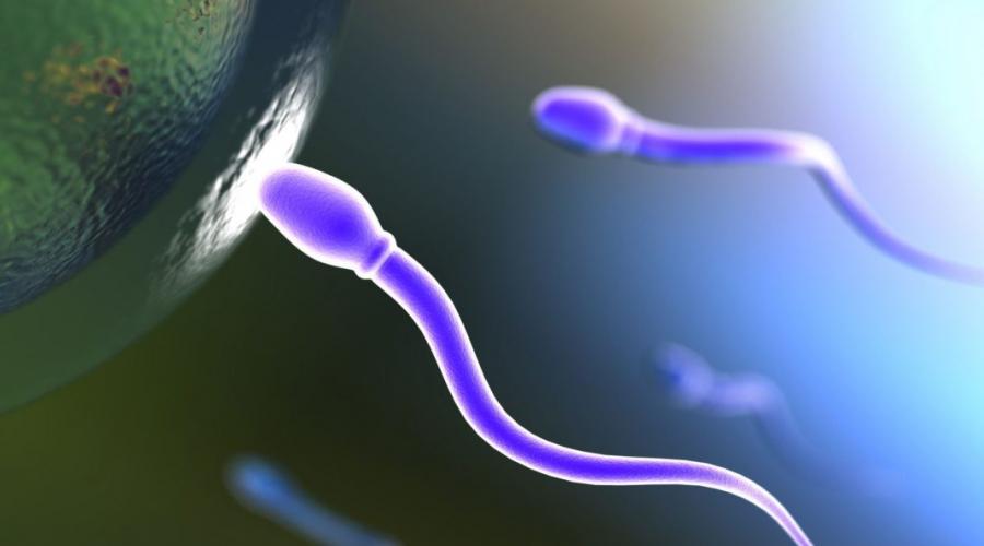 Как влияет подвижность сперматозоидов на успешность зачатия? Как сделать малоподвижные сперматозоиды активными? Причины снижения подвижности. 