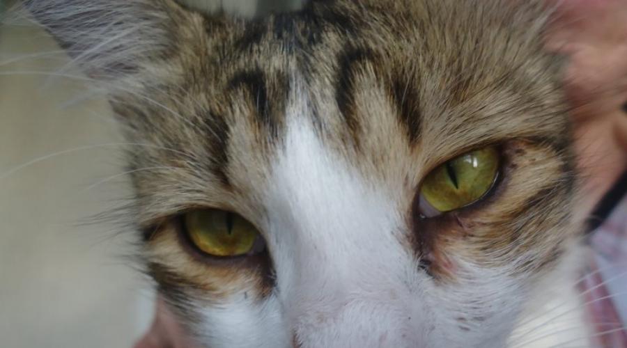 Коричневые выделения из глаз кота. Чем опасны выделения из глаз у котёнка