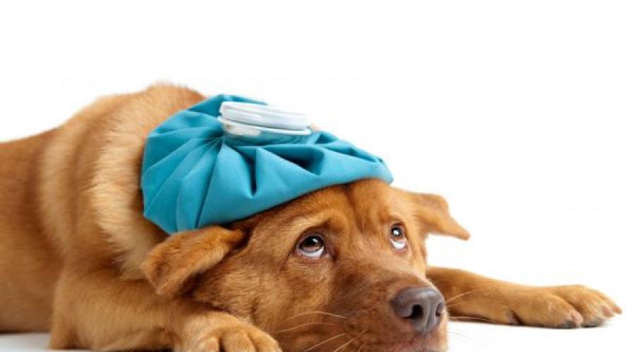Дкмп у собак лечение. Скрытая дилатационная кардиомиопатия у собак: латентная стадия заболевания, невидимая владельцу