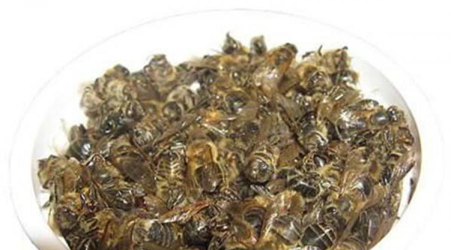 Подмор пчел. Пчелиный подмор — рецепты народной медицины