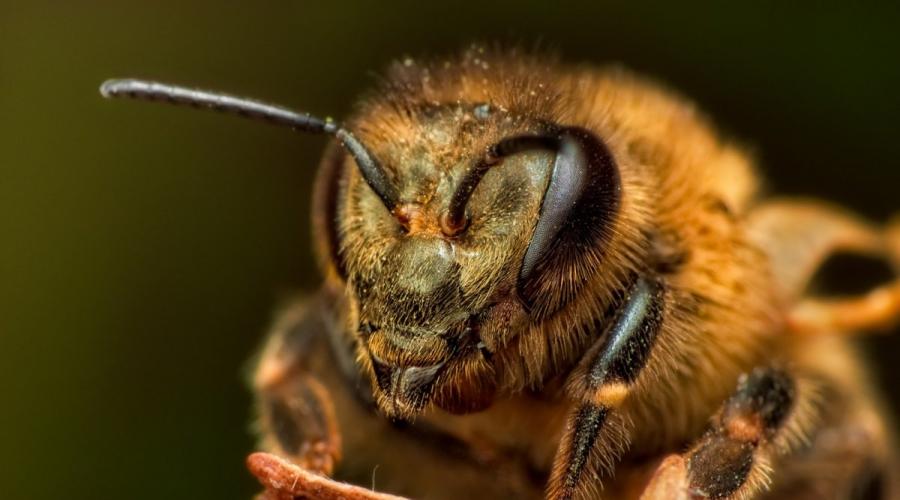 Сколько пар сложных глаз у медоносной пчелы. Сколько глаз у пчел? Фасеточное и фотографическое зрение