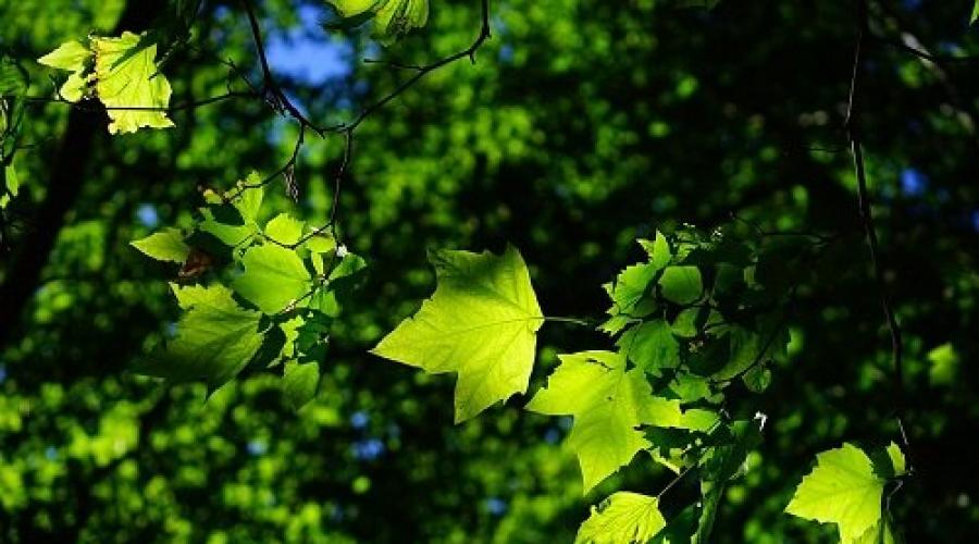 Сонник: листья дерева, капусты, тетради или больничные.  К чему снятся листья
