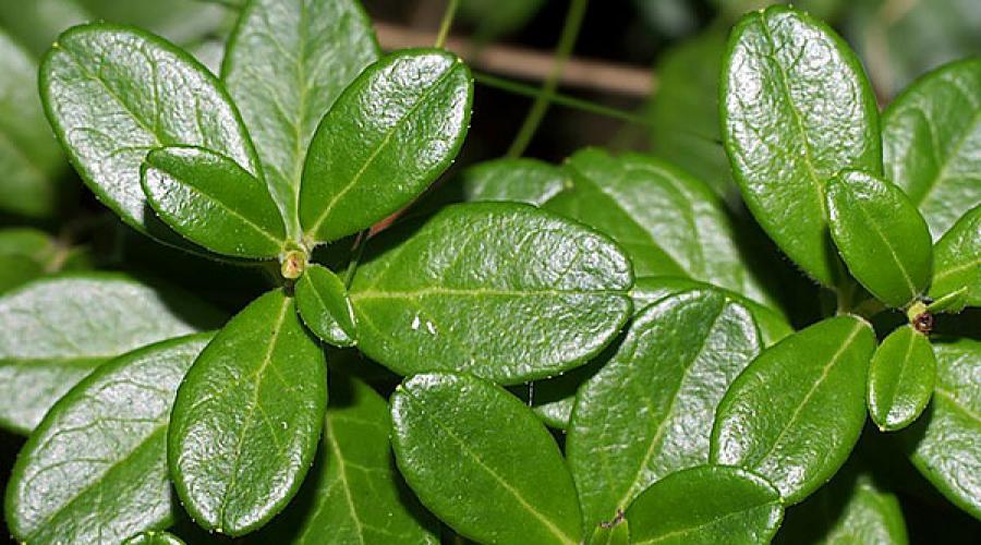 Листья брусники: лечебные свойства и противопоказания, рецепты. Лечебные свойства листьев брусники
