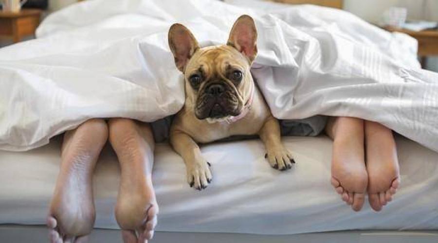 Как отучить собаку спать на хозяйской постели. Как отучить собаку спать на кровати с хозяином: простые способы