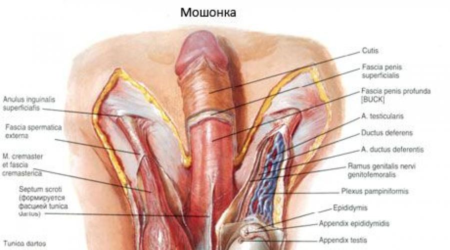Половые органы мужчины и женщины: строение и функции. Анатомия мужских половых органов: наружные и внешние органы