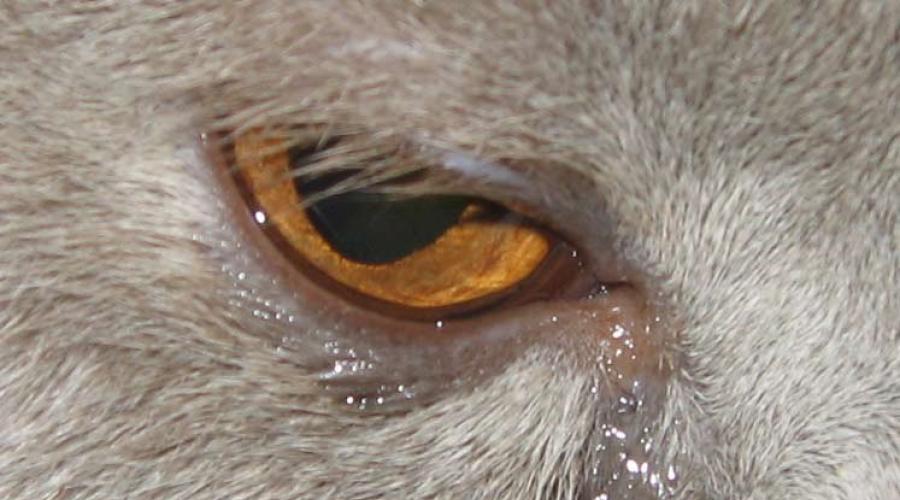 Коричневые корочки в углу глаза у кота. Чем вылечить простуженный глаз у кота