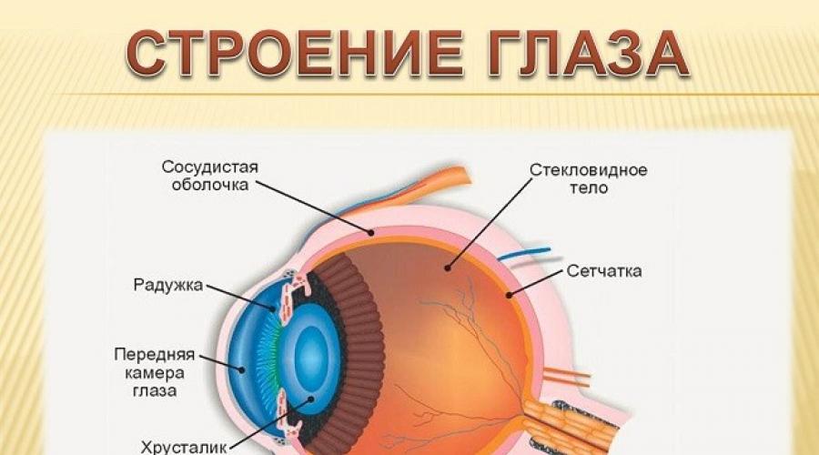 Влияние бодибилдинга на зрение. Когда по роду занятий глаза испытывают большую нагрузку Влияние физических нагрузок на зрение человека