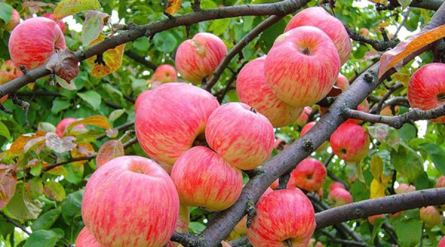 Богатый состав яблок с пользой для здоровья и долголетия. Чем полезно яблоко, что в нем содержится, и могут ли яблоки нанести вред здоровью