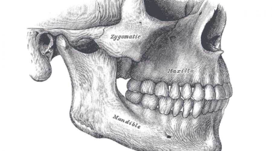 Венечный отросток челюсти. Анатомия верхней и нижней челюсти — особенности строения