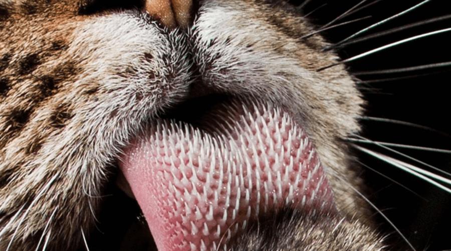 Шерсть у котов на языке. Почему у кошек шершавый язык? Каким должен быть кошачий язык