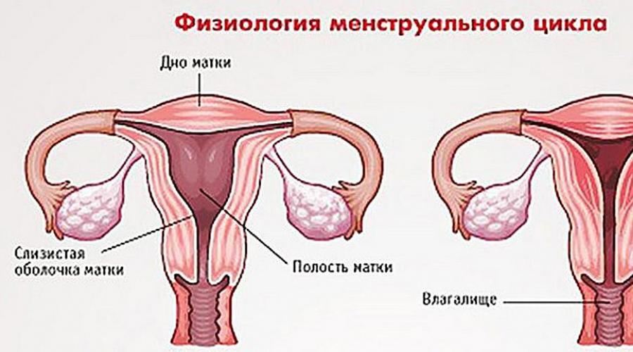 Причины появления сгустков крови во время менструации. Почему месячные идут сгустками крови? Почему идут обильные месячные со сгустками