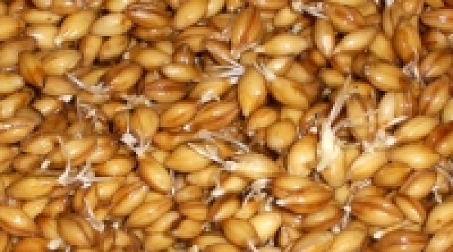 Как расти пшеницу в домашних условиях. Кому полезны пшеничные проростки? Проращивание зерна в банке