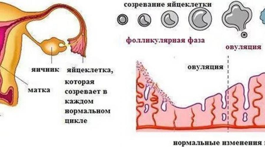 Синдром истощённых органов репродуктивной системы женщины. Беременность при синдроме истощенных яичников Как восстановить истощенные яичники