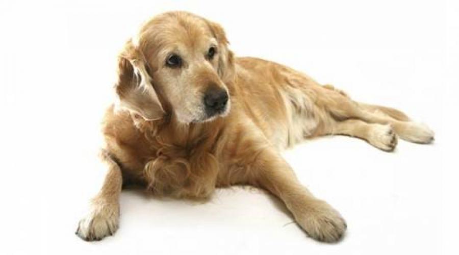 Виды дисплазии у собак. Дисплазия тазобедренного сустава у собак: симптомы, лечения и последствия