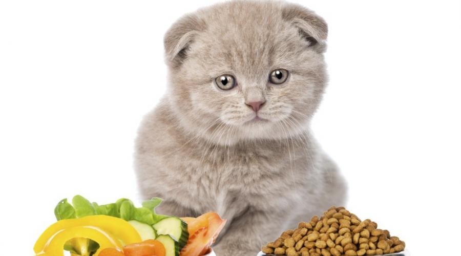 Как правильно кормить котенка в разные периоды его жизни. Развитие котят по неделям