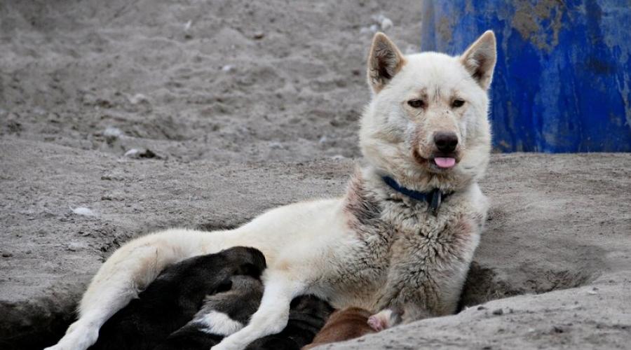 Гренландская ездовая собака гренландсхунд. Гренландская собака Натуральный рацион базируется на