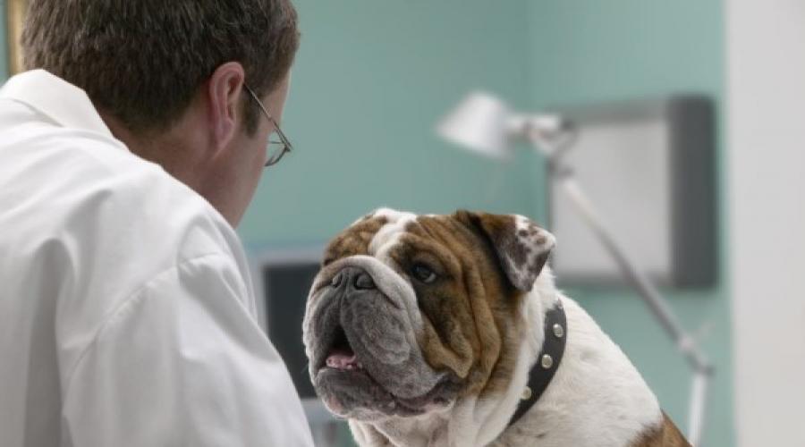 Когда можно стерилизовать собаку - как проходит процедура, послеоперационный уход и стоимость операции. В каком возрасте лучше стерилизовать собаку В каком возрасте стерилизуют щенка ксолоитцкуинтли