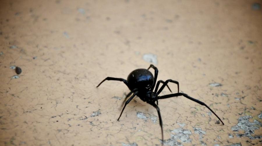 Сонник приснился большой черный паук. Как выглядел большой паук во сне? Сонник - Пройти большое расстояние