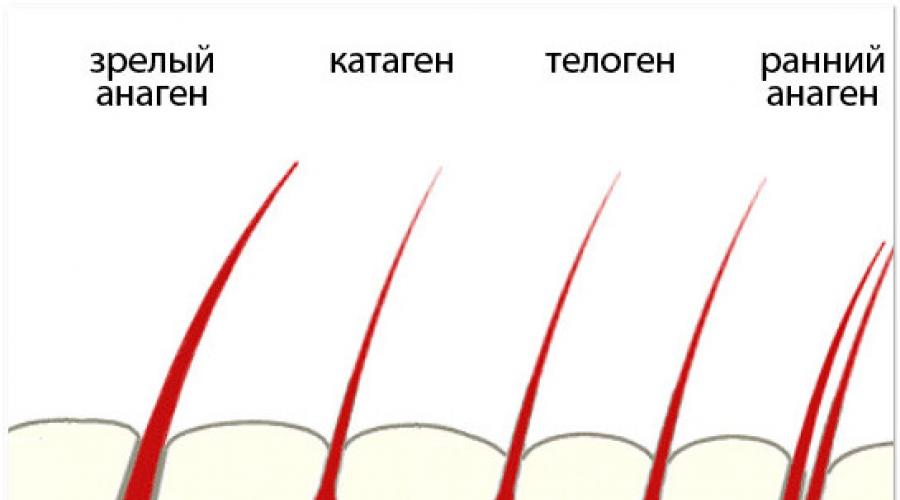 Фазы роста, виды, типы и формы волос. Жизненный цикл, скорость роста и глубина залегания волос на различных участках человеческого тела