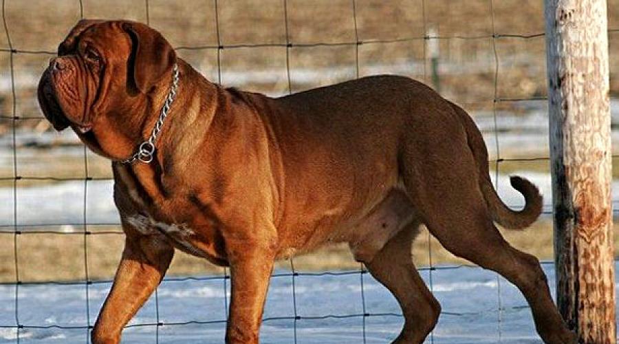 Дорогие породы собак с фотографиями. Рейтинг самых дорогих собак в мире