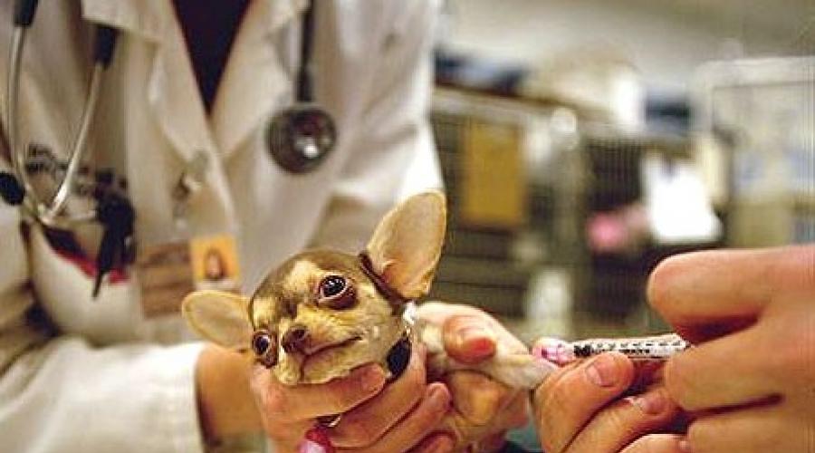 В каком возрасте делают стерилизацию собакам. Стерилизация собак: позитивные и негативные стороны