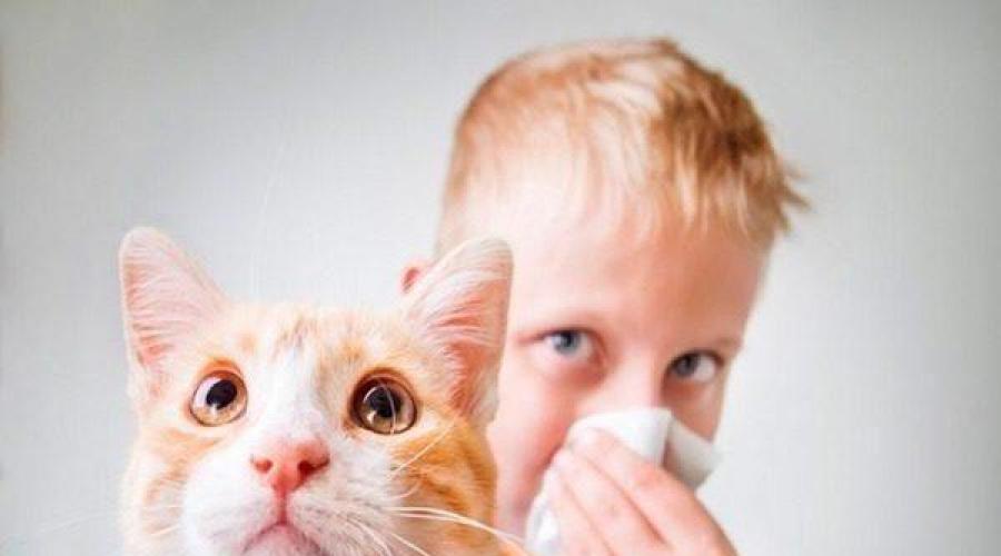 Симптомы аллергии на кошек: как распознать негативное влияние. Аллергия на кошек: правила совместной жизни На всех ли кошек есть аллергия