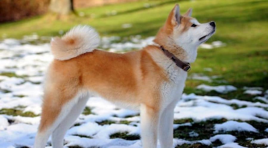 Собака Акита-ину — древняя и самая крупная японская порода. Японская собака сиба ину: стандарты породы, характер, воспитание Японская сторожевая собака 5