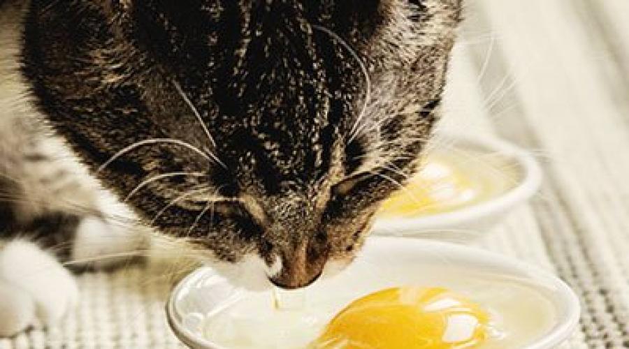 Нужно ли давать кошкам яйца. Можно ли кошкам яйца? Можно ли котенку жареное яйцо