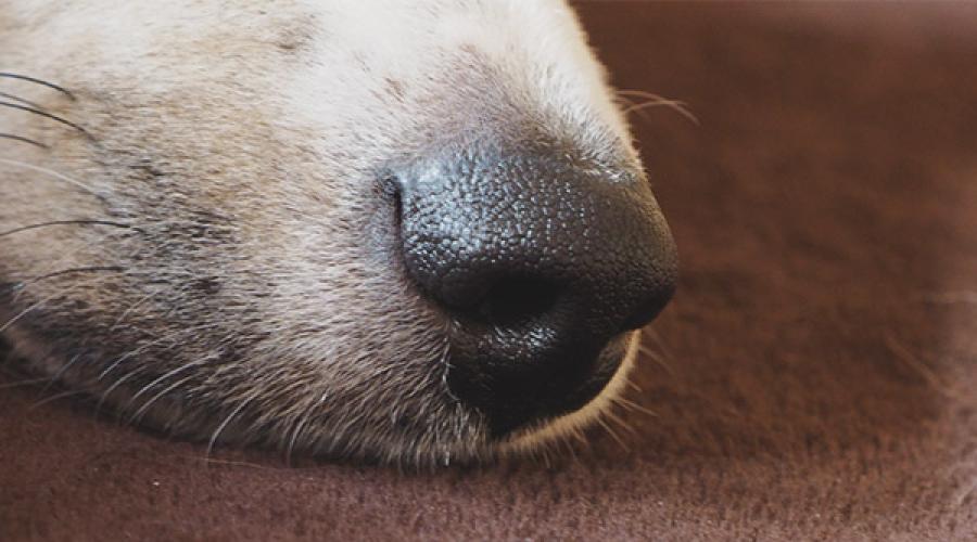 У щенка сухой нос и. Горячий нос у собаки: причины, что делать? Состояние носа у здоровой собаки