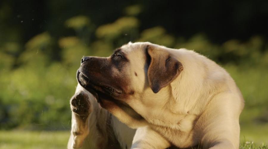 Атипичная аллергия у собак. Симптомы и лечение дерматита у собаки: пододерматит, блошиный, акральный, малассезионный, себорейный