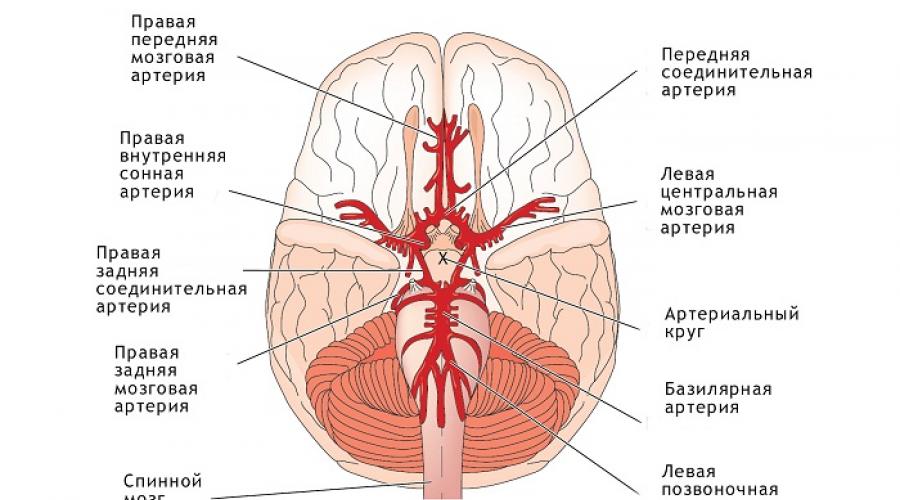 Узкая позвоночная артерия. Три формы гипоплазии позвоночной артерии – симптомы, причины и лечение