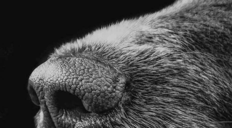 Что если у собаки теплый нос. Сухой нос у собаки: каковы причины? В некоторых случаях сухой нос у собаки — это нормально