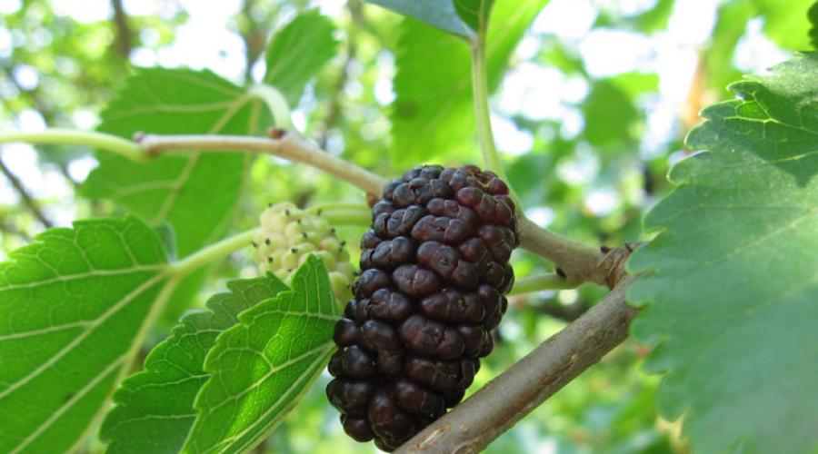 «Царь-ягода» — шелковица (тутовник) польза, полезные свойства. Полезные свойства ягод и листьев шелковицы