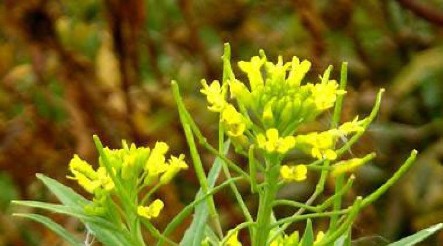 Желтушник серый: польза лекарственного растения. Лечебные свойства «сердечной» травы желтушник, ее влияние на лишний вес и состояние волос